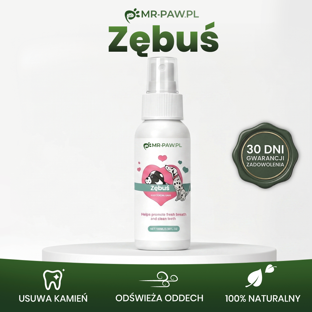 Zębuś