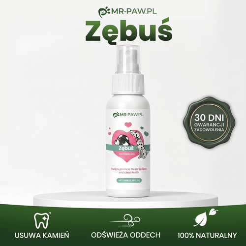 Zębuś