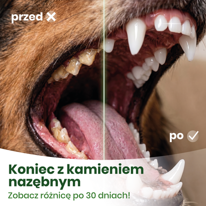 Zębuś