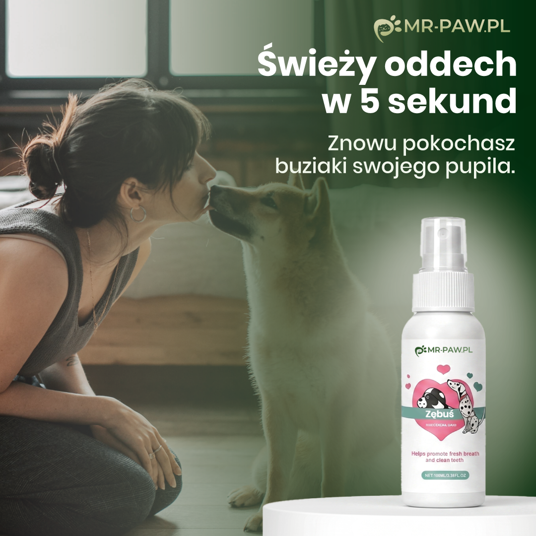 Zębuś